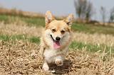 CORGI PEMBROKE 267